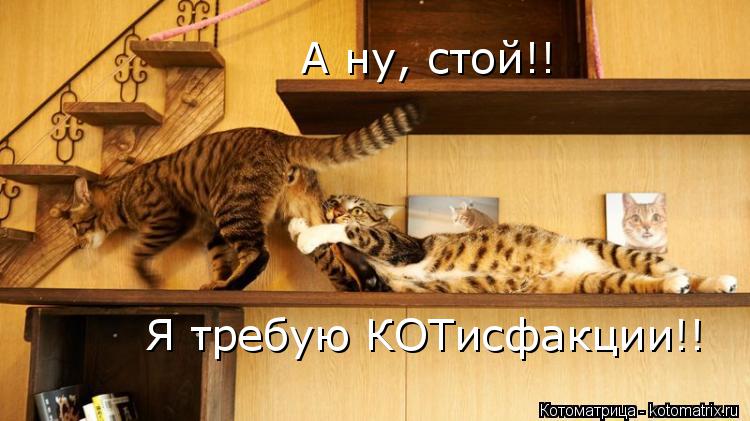 Котоматрица: А ну, стой!! Я требую КОТисфакции!!