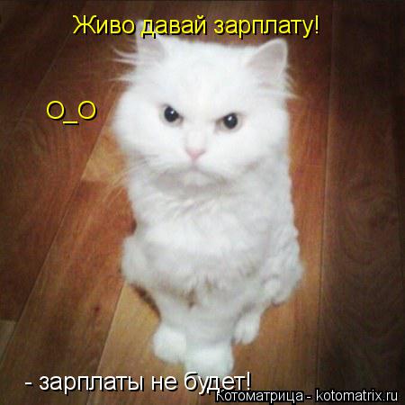 Котоматрица: - зарплаты не будет! О_О Живо давай зарплату!