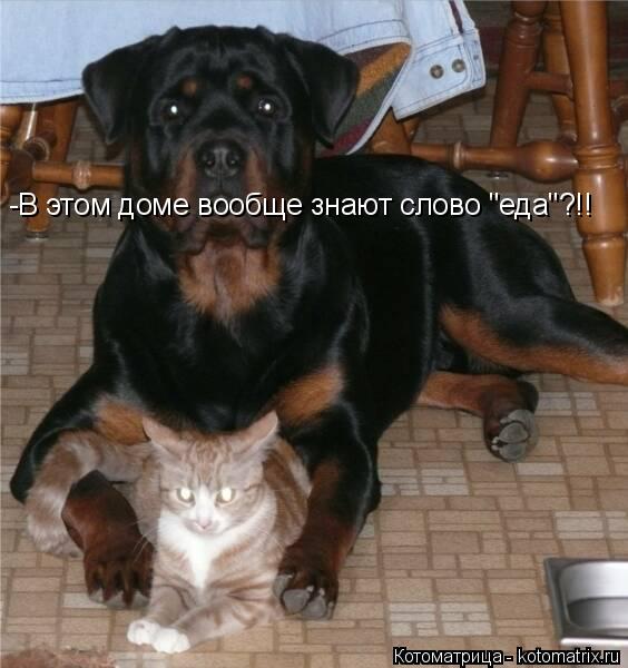 Котоматрица: -В этом доме вообще знают слово "еда"?!!