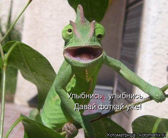 Улыбнись...улыбнись... Давай фоткай уже!... Котоматрица: Улыбнись...улыбнись... Давай фоткай уже!