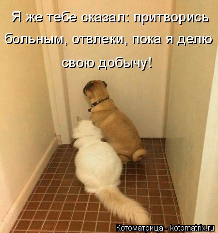 Котоматрица: Я же тебе сказал: притворись  больным, отвлеки, пока я делю свою добычу!