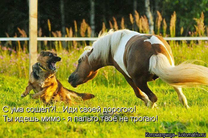 Котоматрица: С ума сошел?!...Иди своей дорогою! Ты идешь мимо - я пальто твое не трогаю!