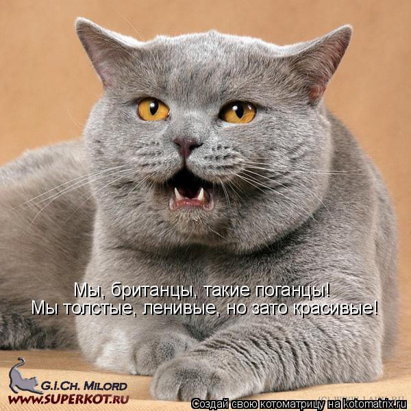 Котоматрица: Мы, британцы, такие поганцы! Мы толстые, ленивые, но зато красивые!