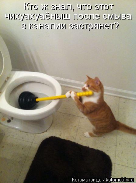 Котоматрица: Кто ж знал, что этот  чихуахуаёныш после смыва  в каналии застрянет?