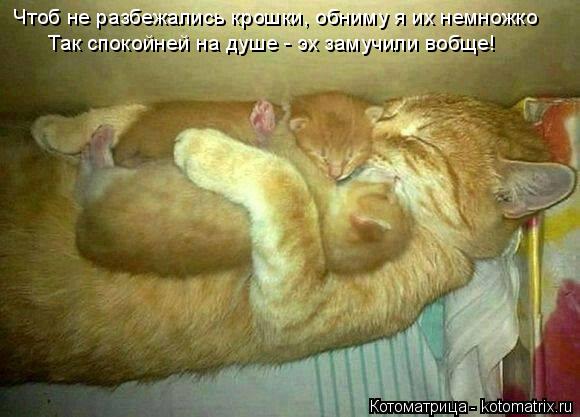 Чтоб не разбежались крошки, обниму я их немножко Так спокойней на душе - эх замучили вобще!... Котоматрица: Чтоб не разбежались крошки, обниму я их немножко Так спокойней на душе - эх замучили вобще!