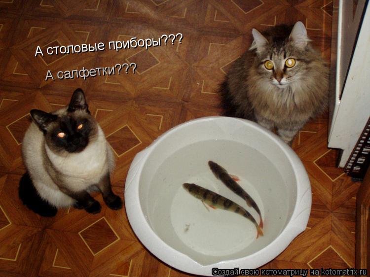 А столовые приборы??? А салфетки???... Котоматрица: А столовые приборы??? А салфетки???