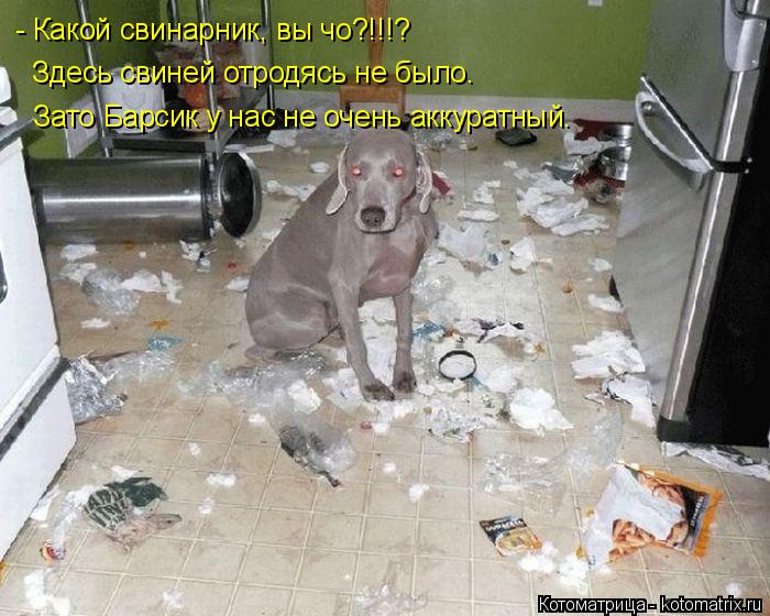 - Какой свинарник, вы чо?!!!? Здесь свиней отродясь не было. Зато Барсик у нас не очень аккуратный.... Котоматрица: - Какой свинарник, вы чо?!!!? Здесь свиней отродясь не было. Зато Барсик у нас не очень аккуратный.