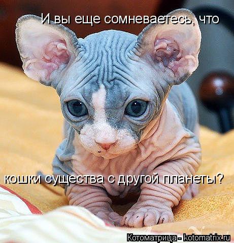 Котоматрица: И вы еще сомневаетесь, что кошки существа с другой планеты?
