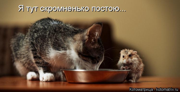 Котоматрица: Я тут скромненько постою...