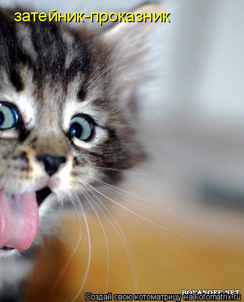 Котоматрица: затейник-проказник