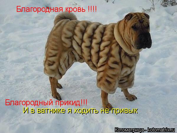 Котоматрица: Благородная кровь !!!! Благородный прикид!!! И в ватнике я ходить не привык