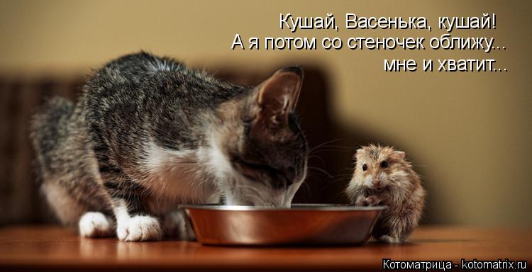 Котоматрица: Кушай, Васенька, кушай! А я потом со стеночек оближу... мне и хватит...
