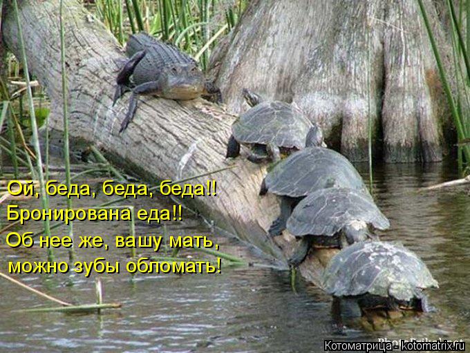 Котоматрица: Ой, беда, беда, беда!! Бронирована еда!! Об нее же, вашу мать, можно зубы обломать!