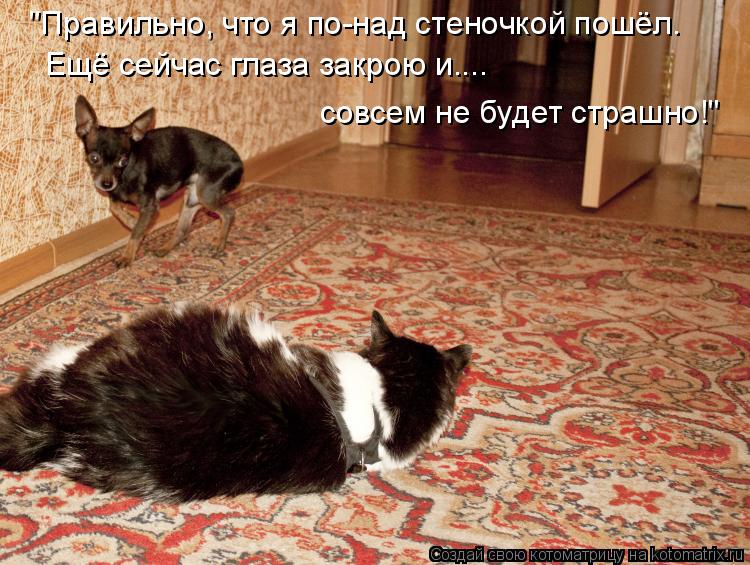 "Правильно, что я по-над стеночкой пошёл. Ещё сейчас глаза закрою и.... совсем не будет страшно!"... Котоматрица: "Правильно, что я по-над стеночкой пошёл. Ещё сейчас глаза закрою и.... совсем не будет страшно!"