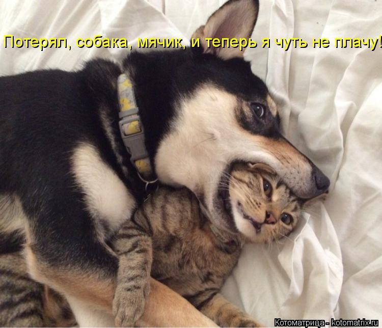Потерял, собака, мячик, и теперь я чуть не плачу!... Котоматрица: Потерял, собака, мячик, и теперь я чуть не плачу!