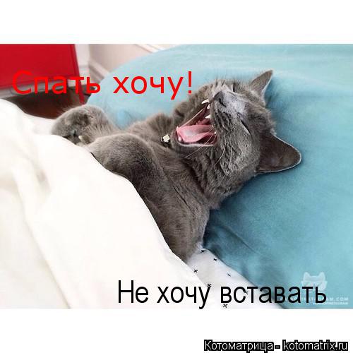 Котоматрица: Спать хочу! Не хочу вставать
