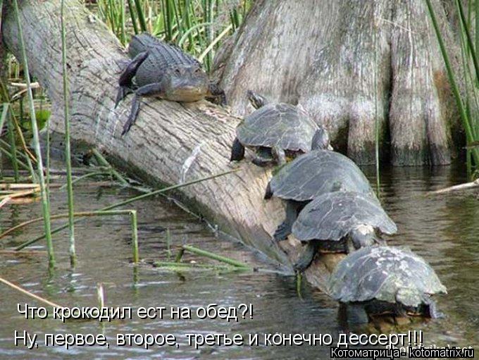 Котоматрица: Ну, первое, второе, третье и конечно дессерт!!!  Что крокодил ест на обед?!
