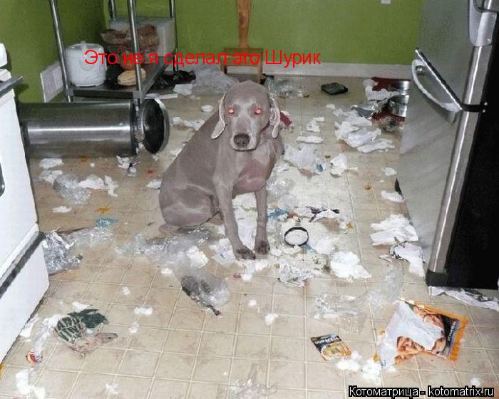 Это не я сделал это Шурик... Котоматрица: Это не я сделал это Шурик