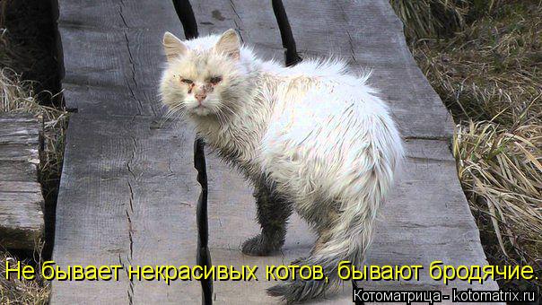 Не бывает некрасивых котов, бывают бродячие.... Котоматрица: Не бывает некрасивых котов, бывают бродячие.
