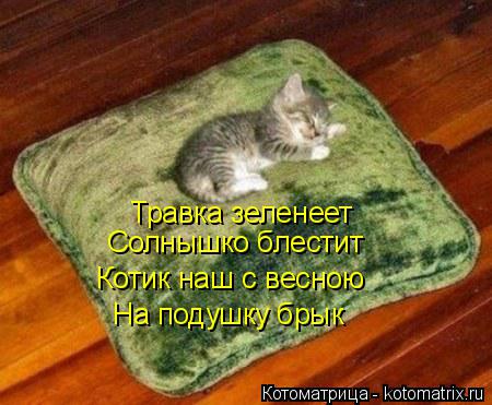 Травка зеленеет Солнышко блестит Котик наш с весною На подушку брык... Котоматрица: Травка зеленеет Солнышко блестит Котик наш с весною На подушку брык