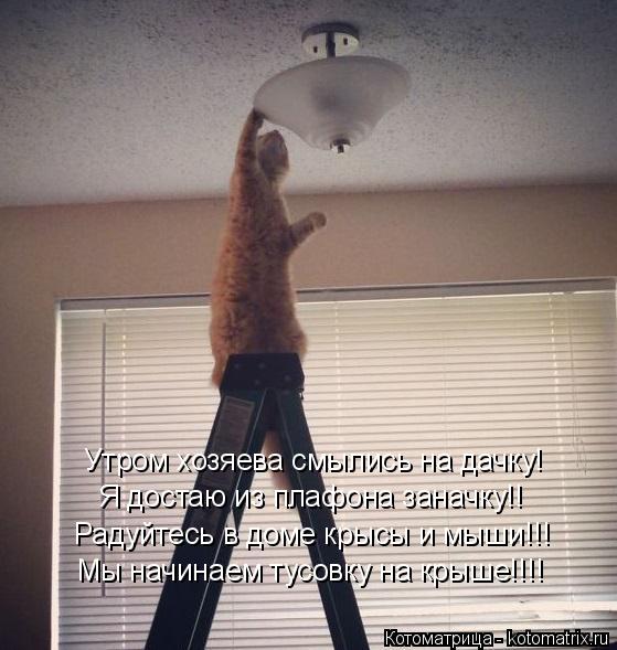 Котоматрица: Утром хозяева смылись на дачку! Я достаю из плафона заначку!! Мы начинаем тусовку на крыше!!!! Радуйтесь в доме крысы и мыши!!!