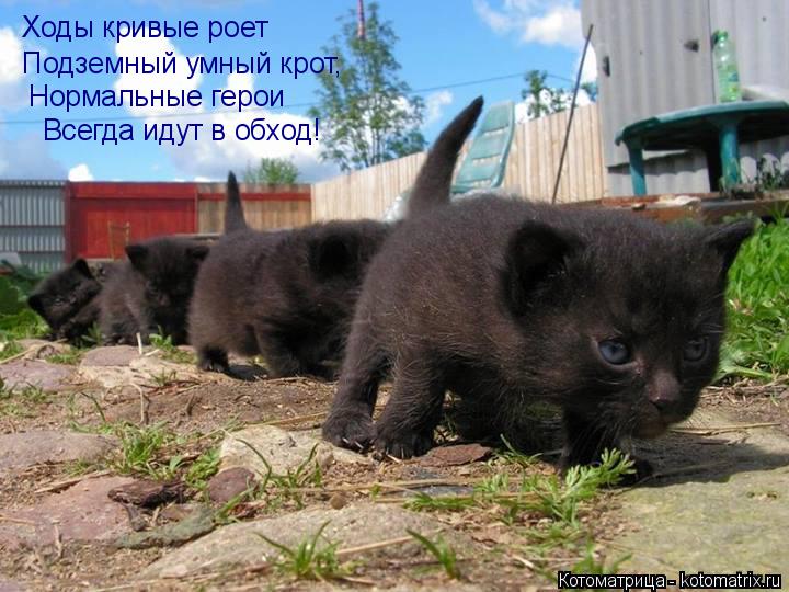 Ходы кривые роет Подземный умный крот, Нормальные герои Всегда идут в обход!... Котоматрица: Ходы кривые роет Подземный умный крот, Нормальные герои Всегда идут в обход!