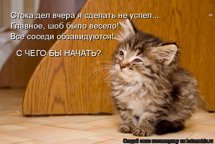 Котоматрица: С ЧЕГО БЫ НАЧАТЬ? Стока дел вчера я сделать не успел... Все соседи обзавидуются! Главное, шоб было весело!