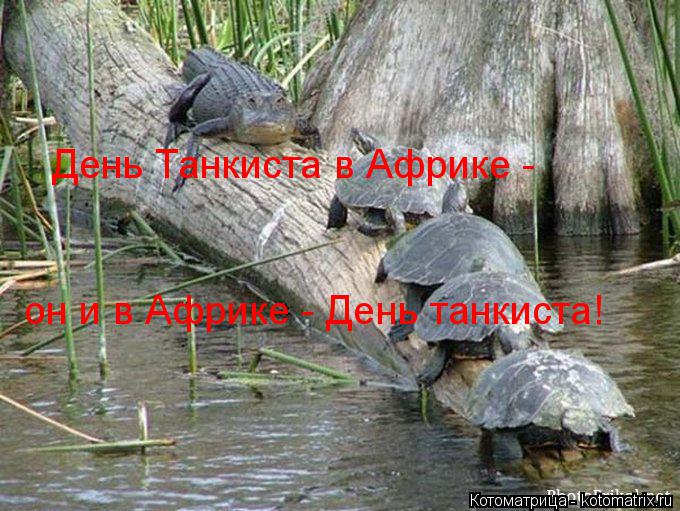 Котоматрица: День Танкиста в Африке -  он и в Африке - День танкиста!