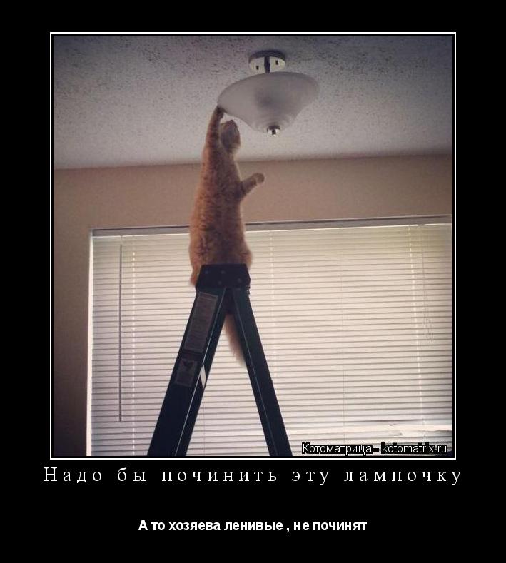 Котоматрица: Надо бы починить эту лампочку А то хозяева ленивые , не починят