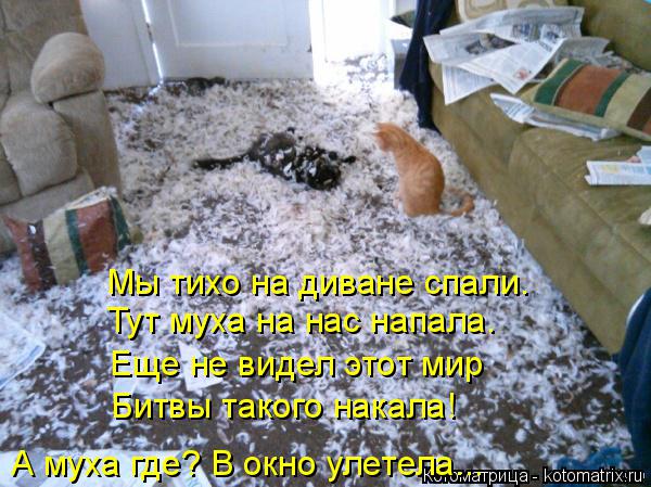 Мы тихо на диване спали. Тут муха на нас напала. Еще не видел этот мир Битвы такого накала! А муха гд... Котоматрица: Мы тихо на диване спали. Тут муха на нас напала. Еще не видел этот мир Битвы такого накала! А муха где? В окно улетела...