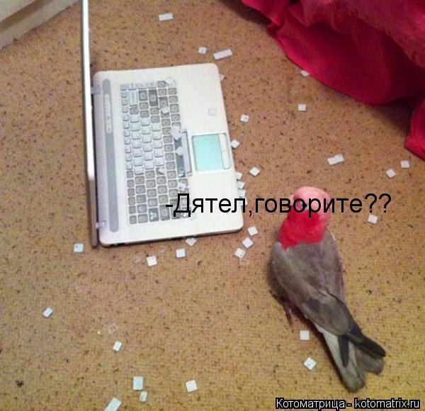 Котоматрица: -Дятел,говорите??