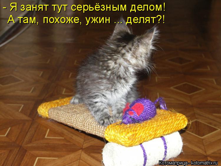 Котоматрица: - Я занят тут серьёзным делом! А там, похоже, ужин ... делят?!