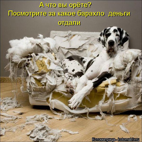 А что вы орёте? Посмотрите за какое барахло деньги отдали... Котоматрица: А что вы орёте? Посмотрите за какое барахло деньги отдали