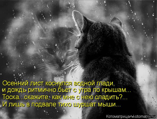 Котоматрица: Осенний лист коснулся водной глади, и дождь ритмично бьет с утра по крышам... Тоска...скажите, как мне с нею сладить?... И лишь в подвале тихо шу