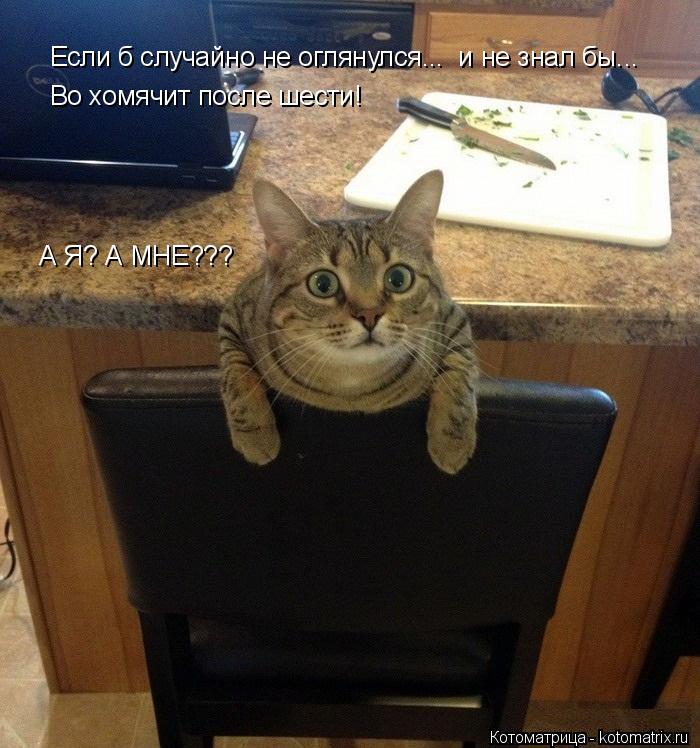 Котоматрица: Если б случайно не оглянулся...  и не знал бы... Во хомячит после шести! А Я? А МНЕ???
