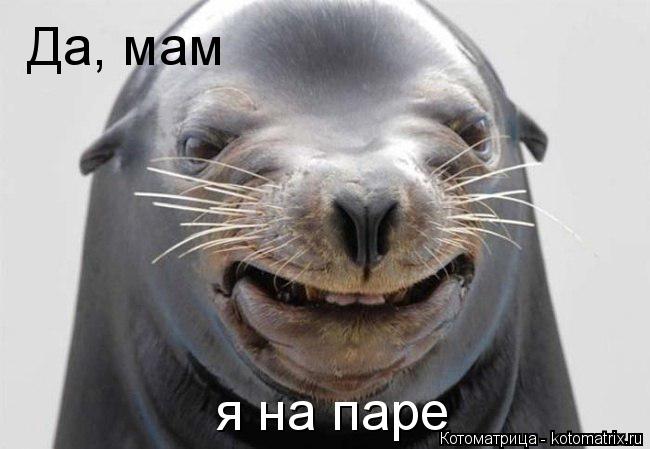 Котоматрица: Да, мам я на паре