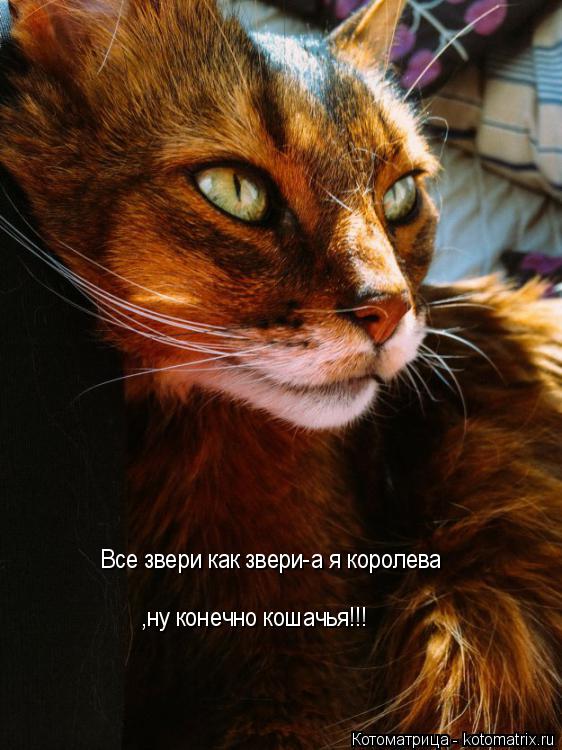 Все звери как звери-а я королева ,ну конечно кошачья!!!... Котоматрица: Все звери как звери-а я королева ,ну конечно кошачья!!!