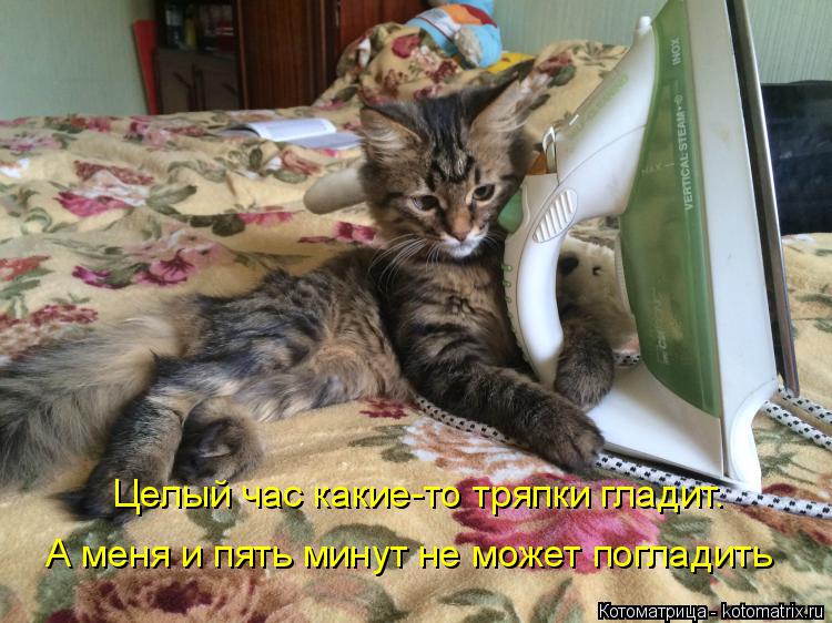 Котоматрица: Целый час какие-то тряпки гладит. А меня и пять минут не может погладить