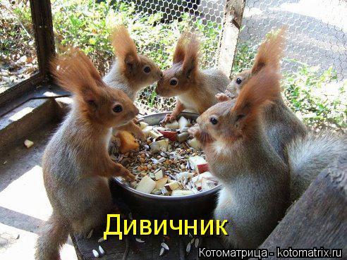 Котоматрица: Дивичник