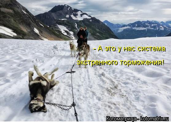 Котоматрица: - А это у нас система экстренного торможения!