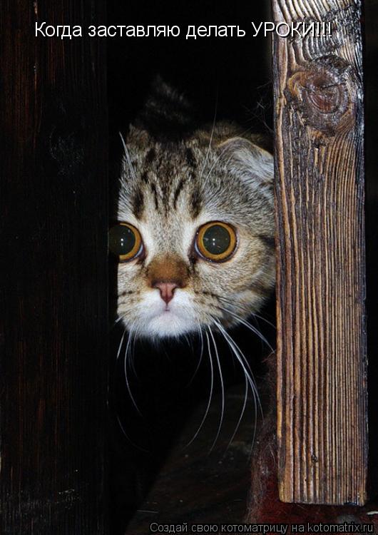 Котоматрица: Когда заставляю делать УРОКИ!!!