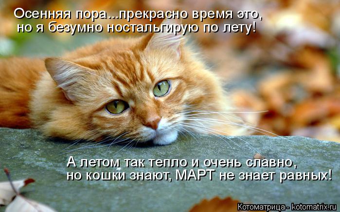 Котоматрица: Осенняя пора...прекрасно время это, но я безумно ностальгирую по лету! А летом так тепло и очень славно, но кошки знают, МАРТ не знает равных!