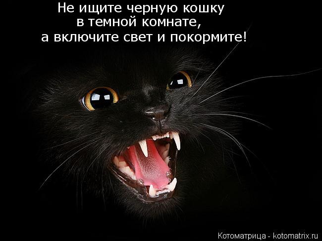 Котоматрица: Не ищите черную кошку в темной комнате, а включите свет и покормите!