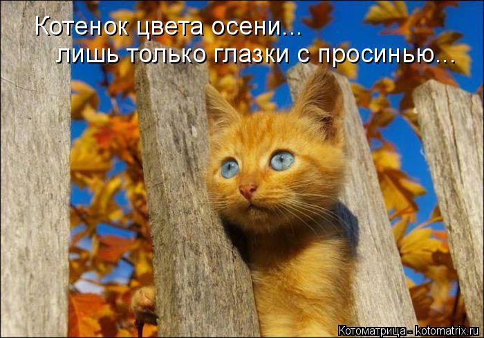 Котоматрица: Котенок цвета осени... лишь только глазки с просинью...
