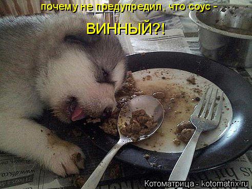 почему не предупредил, что соус - ВИННЫЙ?!... Котоматрица: почему не предупредил, что соус - ВИННЫЙ?!