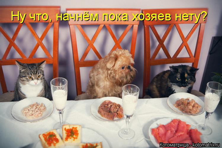 Котоматрица: Ну что, начнём пока хозяев нету?