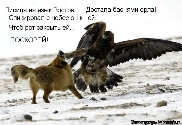 Котоматрица: Достала баснями орла! Спикировал с небес он к ней! Чтоб рот закрыть ей... ПОСКОРЕЙ! Лисица на язык Востра....