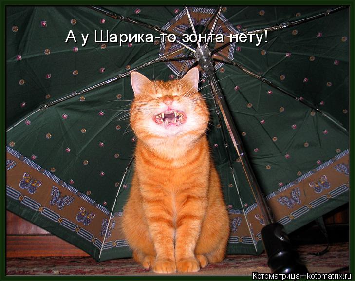 Котоматрица: А у Шарика-то зонта нету!
