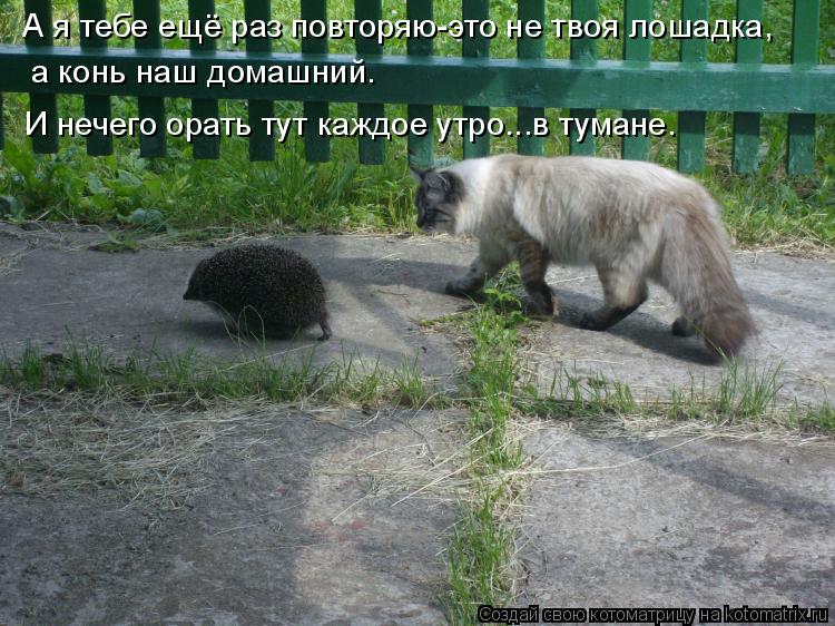 Котоматрица: А я тебе ещё раз повторяю-это не твоя лошадка, а конь наш домашний. И нечего орать тут каждое утро...в тумане.