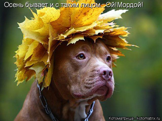 Котоматрица: Осень бывает и с таким лицом...Ой!Мордой!